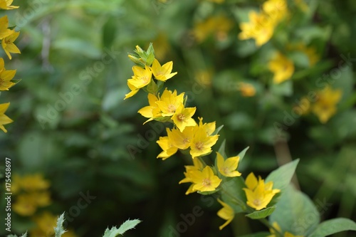 Spotted loosestrife (Lysimachia punctate). photo