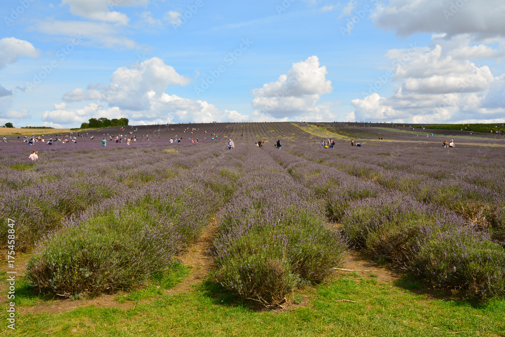 Fototapeta premium People taking cuttings of Lavendula or Lavender Flowers in fields in Hitchin Hertfordshire England