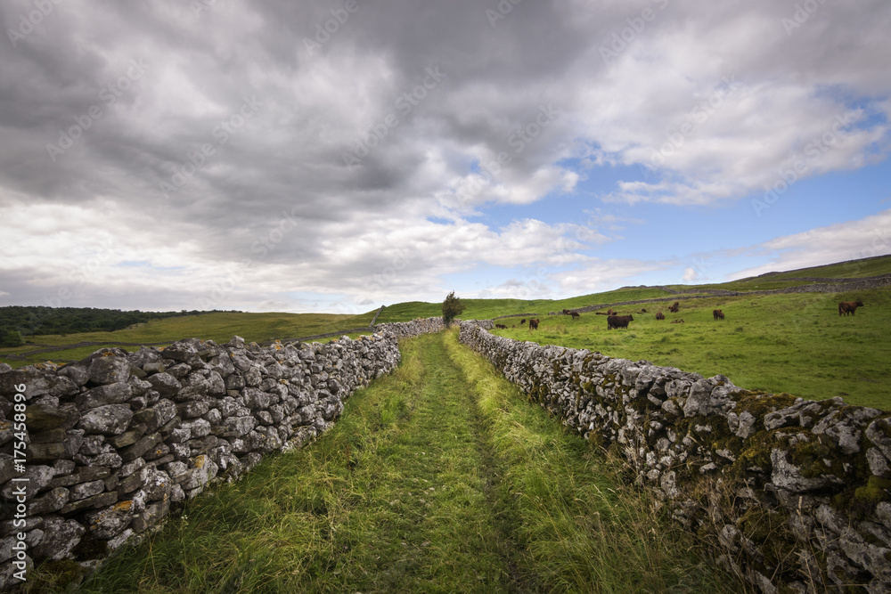 Path with limestone wall winding through green hill landscape with cattle