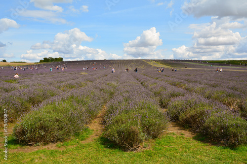 People taking cuttings of Lavendula or Lavender Flowers in fields in Hitchin Hertfordshire England