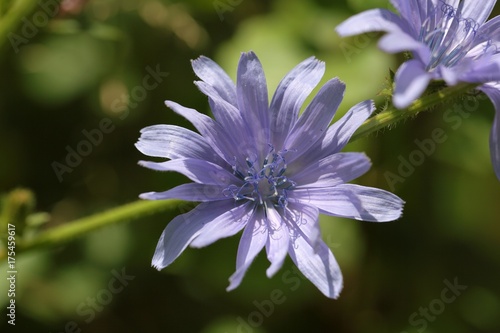 Common chicory (Cichorium intybus)