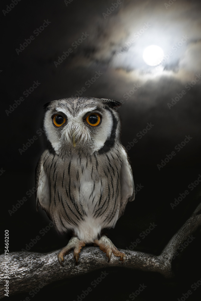 Owl in the night symbol of halloween day. Owl in the night symbol of halloween day.