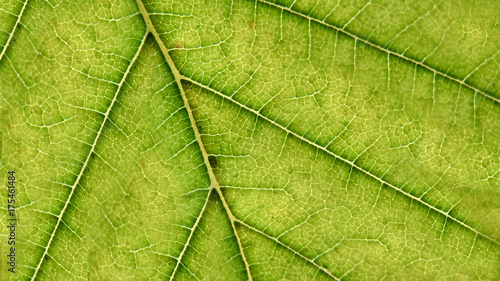 Green leaf macro and veins details. Ecology concept background. Empty copy space for Editor's text.