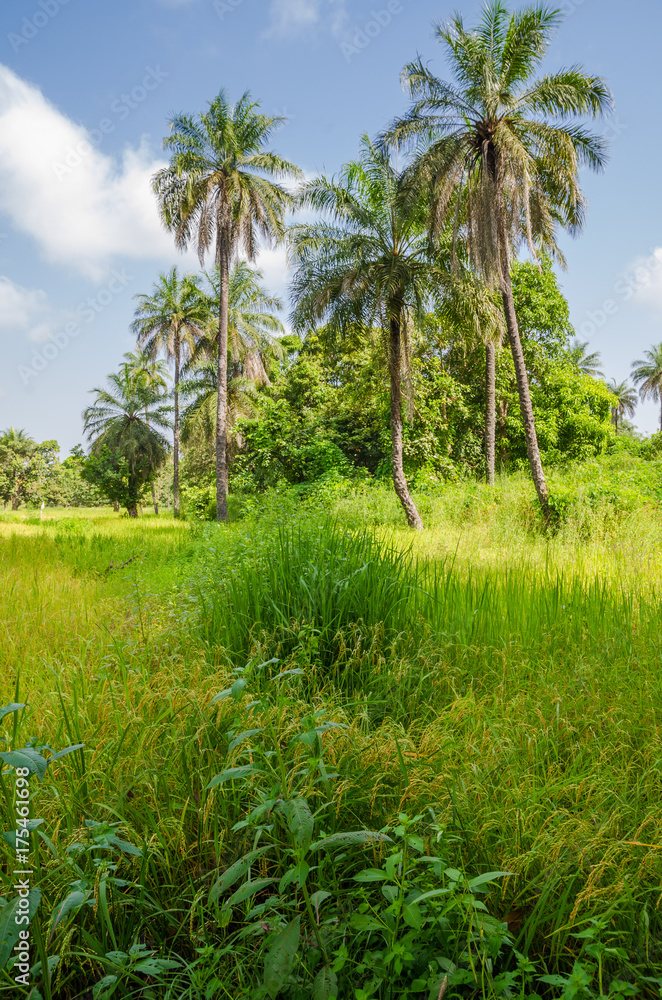 Landscape with lush green grass and high palms in the interior of The Gamiba, West Africa Landscape with lush green grass and high palms in the interior of The Gamiba, West Africa