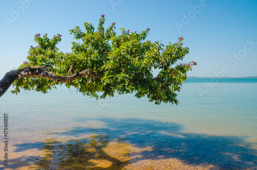 Fototapeta Naklejka Na Ścianę i Meble -  Beautiful landscape of tree growing over ocean at beach of Bijagos island Bubaque, Guinea Bissau, West Africa