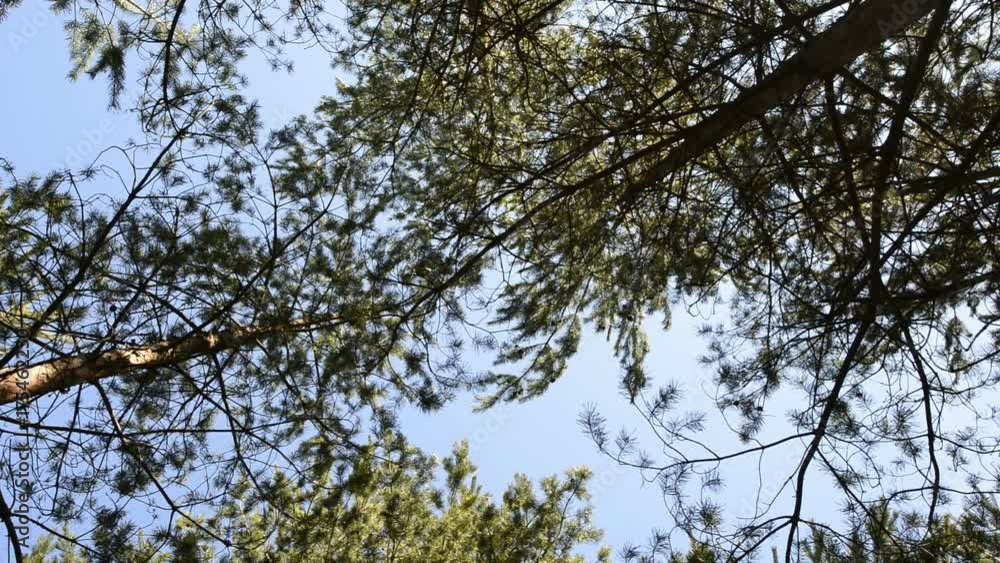 Tall pine trees in forest from below. Film clip with slow sliding motion. Tall pine trees in forest from below. Film clip with slow sliding motion.