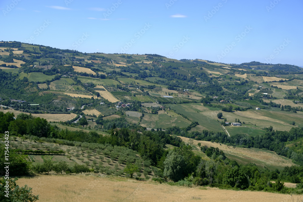 Landscape in Romagna at summer: vineyards