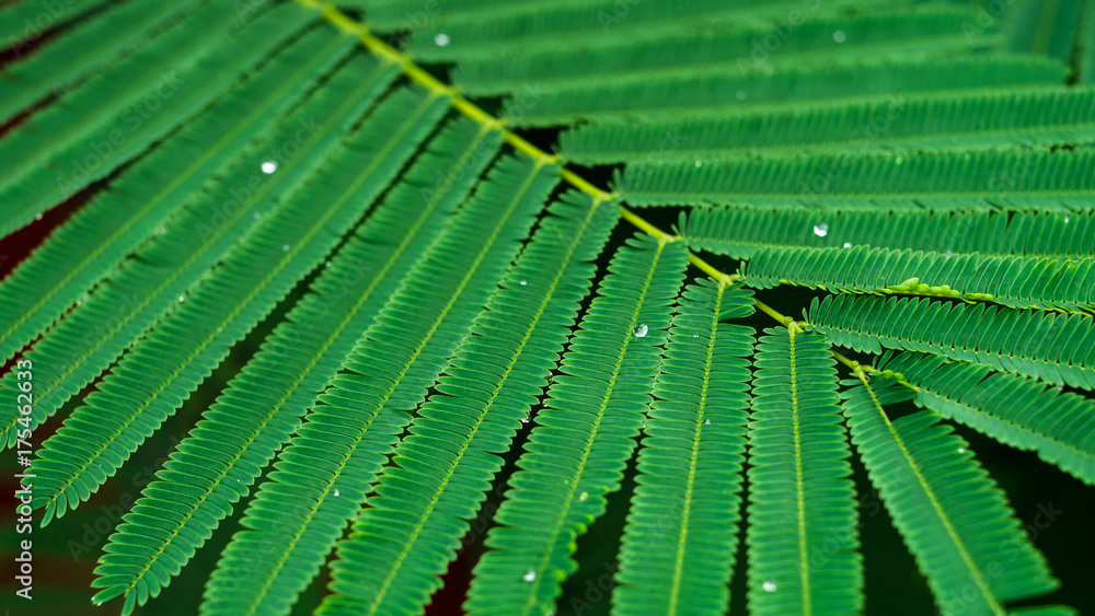 Naklejka premium After the rain, water drops on green leaves, select focus effect
