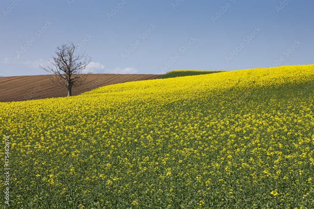 Obraz premium 菜の花の丘