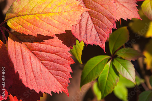 Bright colorful ornamental grape autumn leaves