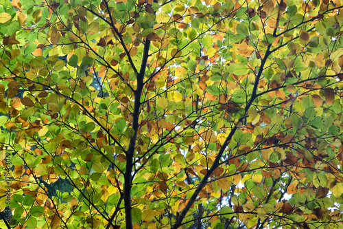 canopy of leaves in autumn