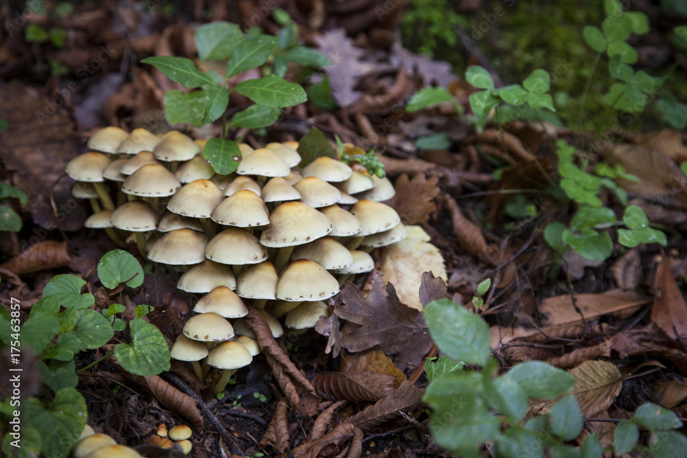 autunno, i funghi autunno, i funghi