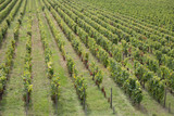 green landscape on the vines near Bordeaux in France Europe