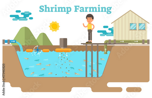 Shrimp / prawns farming aquaculture business illustration
