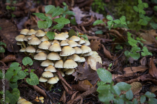 autunno, i funghi