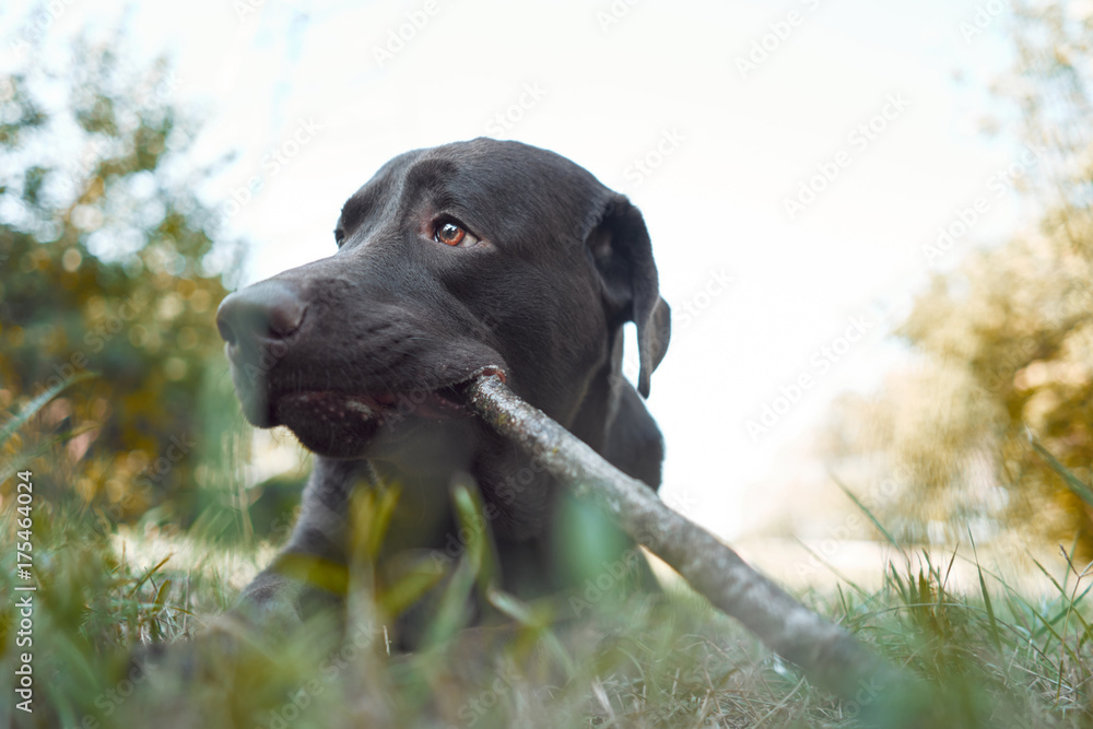 Close-up. Chocolate labrador chewing on a stick. In the park on the grass