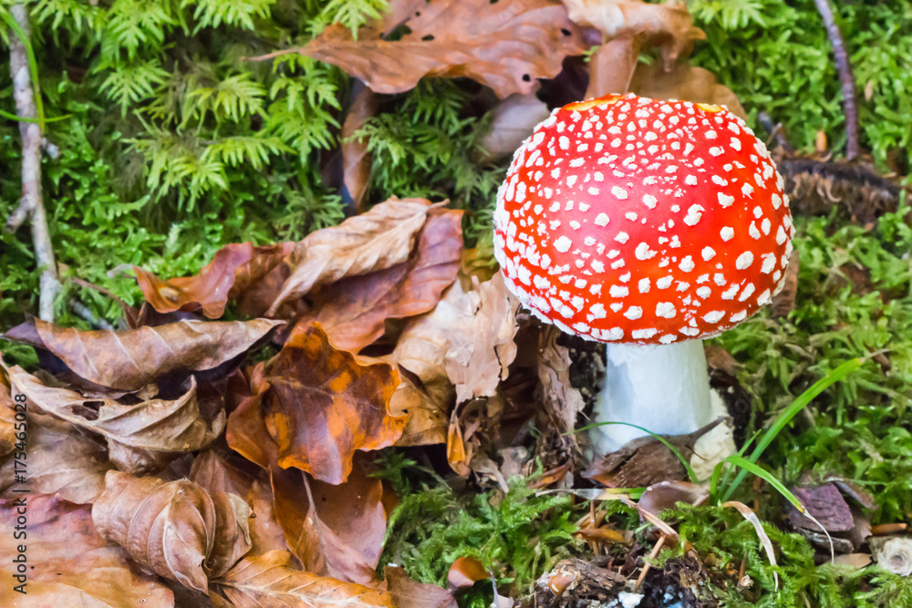 Fototapeta premium close up of red mushroom growing in the forest , Poisonous mushroom , Fly agaric; Amanita muscaria , beautiful mushroom growing in autumn season