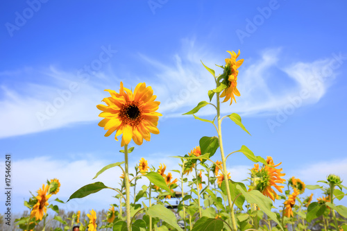 Sunflowers