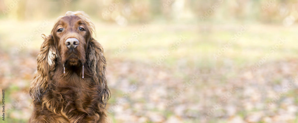 Drooling Irish Setter dog looking at the camera