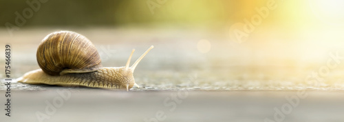 Slow snail crawling - web banner idea