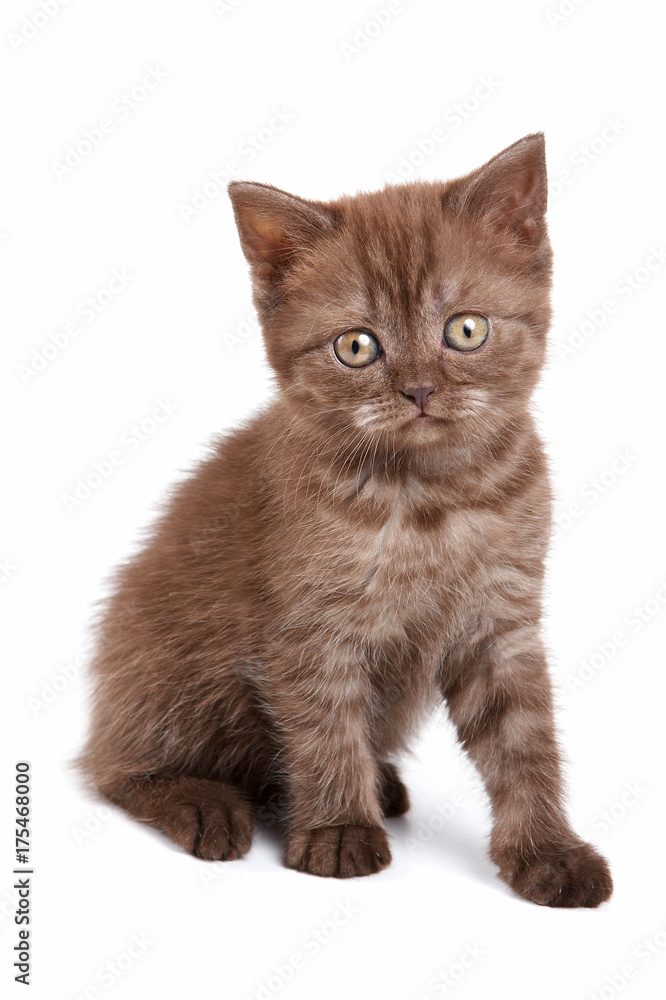 Fluffy kitten British cat (isolated on white) Fluffy kitten British cat (isolated on white)
