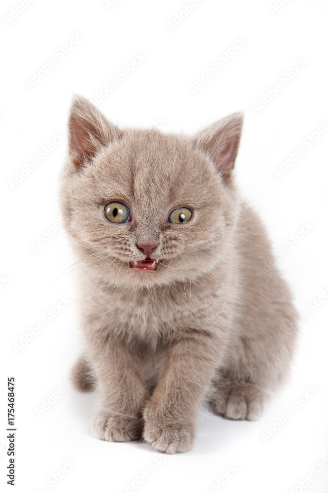 Obraz premium Fluffy kitten British cat meows (isolated on white)