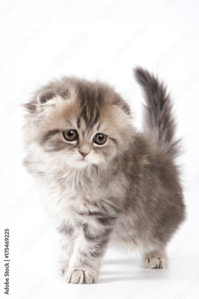 Cute kitty Scottish Fold cat (isolated on white) Cute kitty Scottish Fold cat (isolated on white)