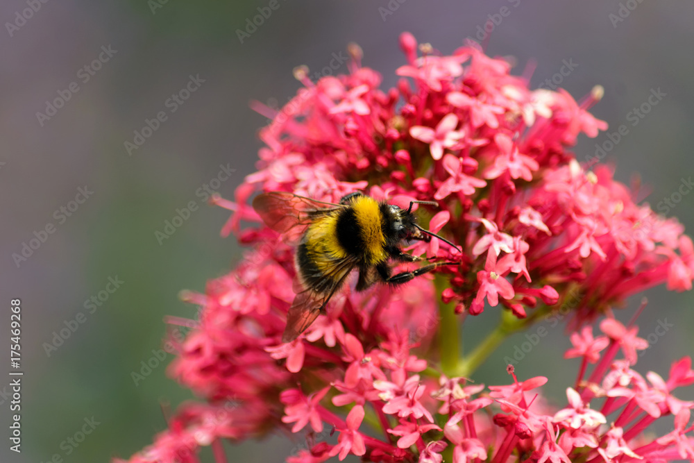 Hummel auf einer Blüte Hummel auf einer Blüte