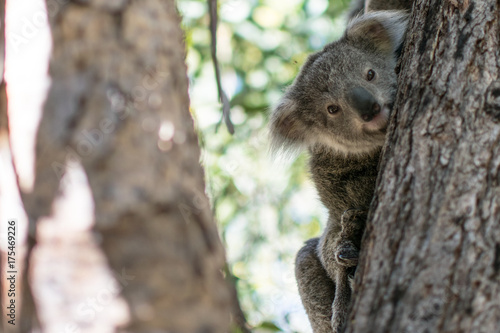 Fototapeta Naklejka Na Ścianę i Meble -  koala joey hanging on a tree