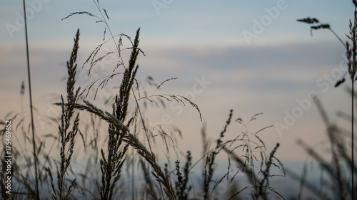 background grass at sunset