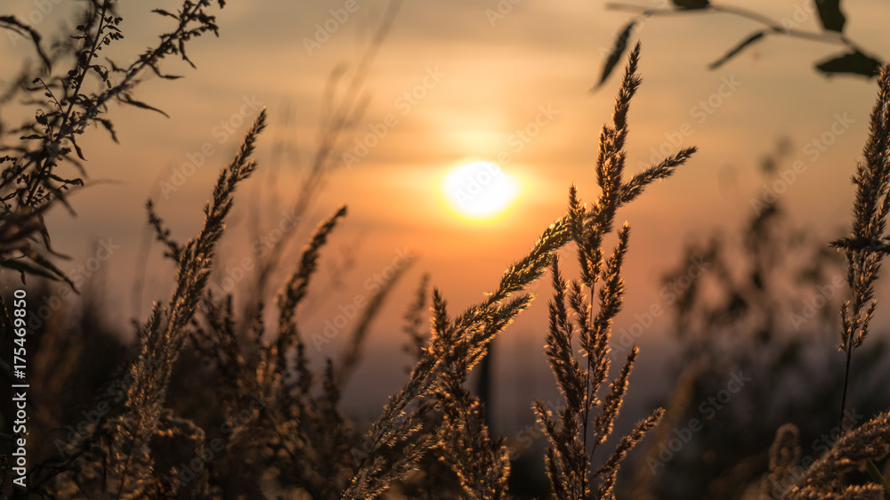 grass with sunset background grass with sunset background