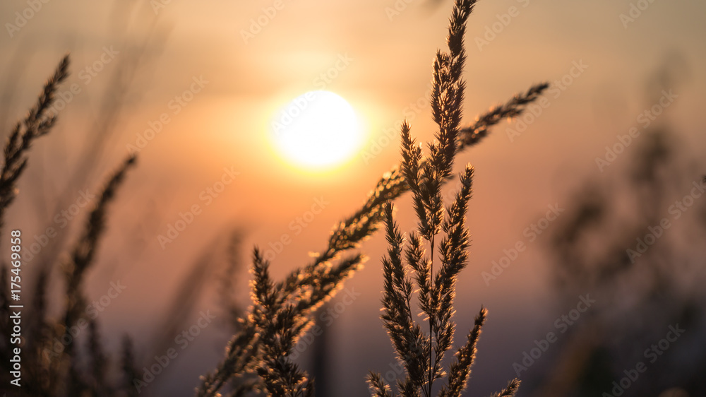 Obraz premium grass with sunset background