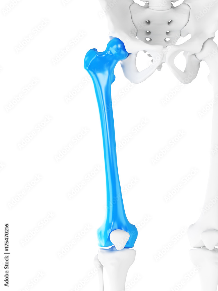 3d rendered medically accurate illustration of the femur 3d rendered medically accurate illustration of the femur