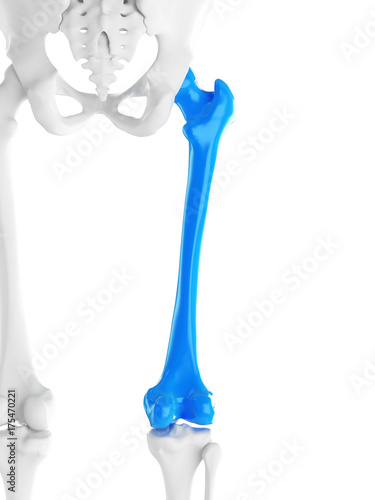 3d rendered medically accurate illustration of the femur photo