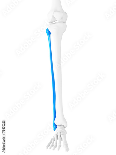 3d rendered medically accurate illustration of the fibula