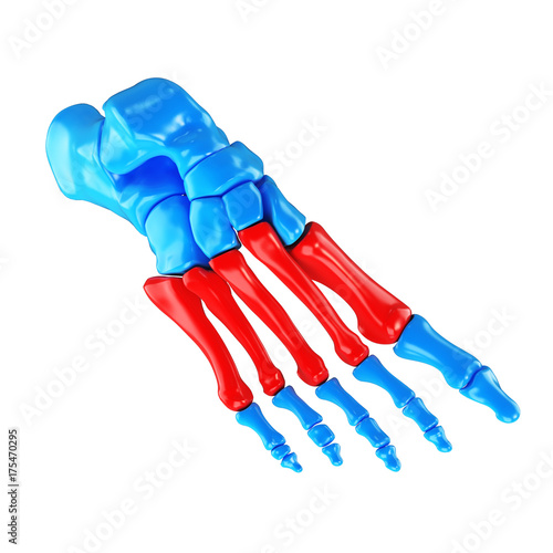 3d rendered medically accurate illustration of the metatarsal photo