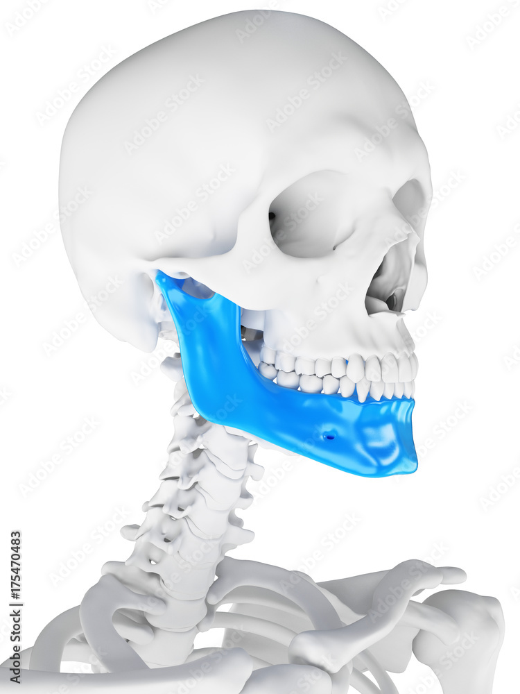 3d rendered medically accurate illustration of the jaw