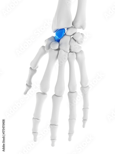 3d rendered medically accurate illustration of the scaphoid photo