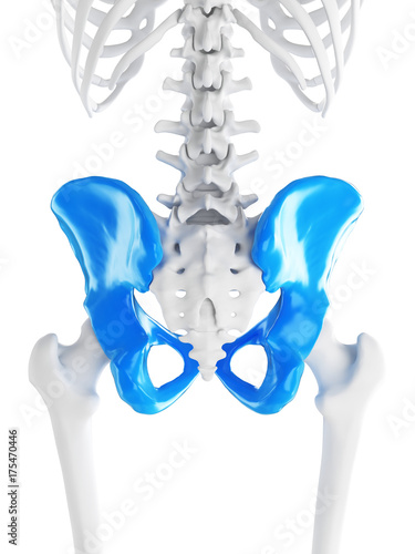 3d rendered medically accurate illustration of the hip