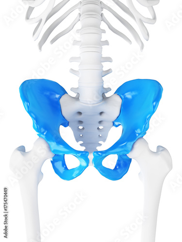 3d rendered medically accurate illustration of the hip photo
