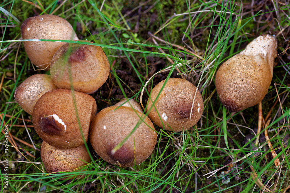 Puffballs Puffballs