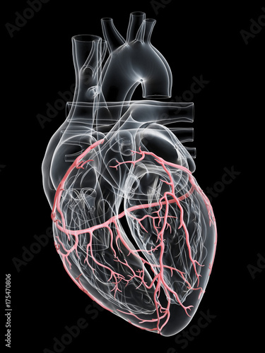 3d rendered medically accurate illustration of the coronary arteries