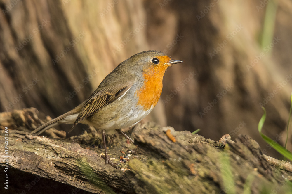 Robin Robin