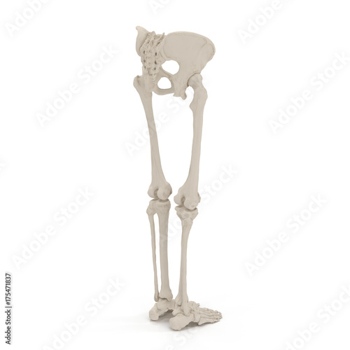 Female Lower Body Skeleton on white. 3D illustration