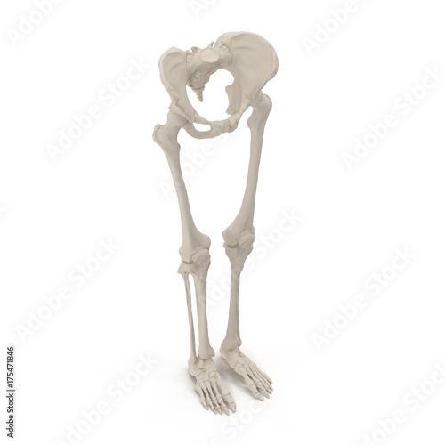 Female Lower Body Skeleton on white. 3D illustration