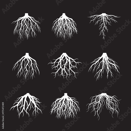 Set of White Roots Tree on black background. Vector Illustration.