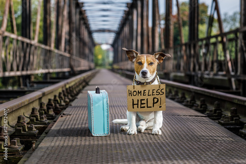 Fototapeta Naklejka Na Ścianę i Meble -  lost  and homeless abandoned dog