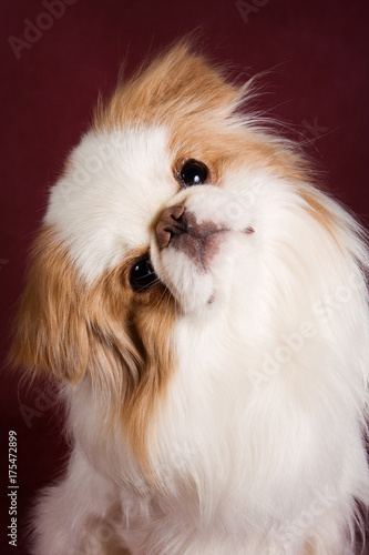 Japanese hin puppy on a red background