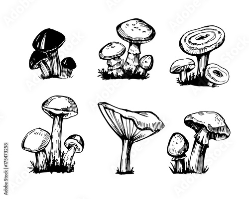 Set of outline mushrooms 
