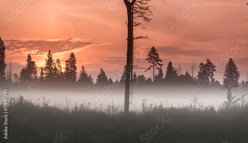 Autumn fog at misty field near the dark forest under the red sunrise. Lonelly hight tree at the center of the picture